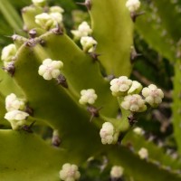 Euphorbia trigona Mill.